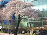 벚꽃이 만발했어요(full blown cherry blossoms)