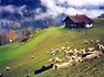 Andre\' Rieu & Gheorghe Zamfir - The Lonely shepherd