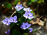 깽깽이풀2