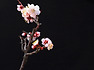 암중화 (김해건설공고. 2019.03.06.수)