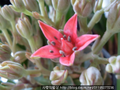 굶지말고 볶으세요! 초스피드로 폼나는 볶음우동 만드는법>_<