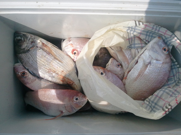 113C354550287A511A5D91