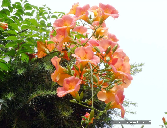 능소화 (凌霄花 )