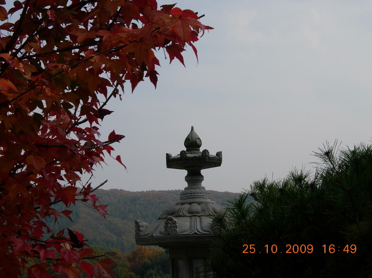 조락(凋落)