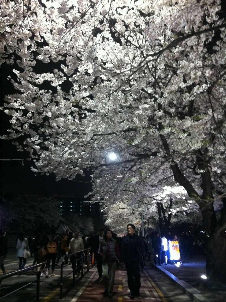 [서울] 여의도 벚꽃축제 밤 나들이