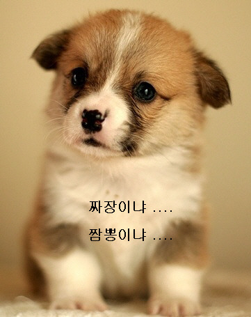 복성 이미지