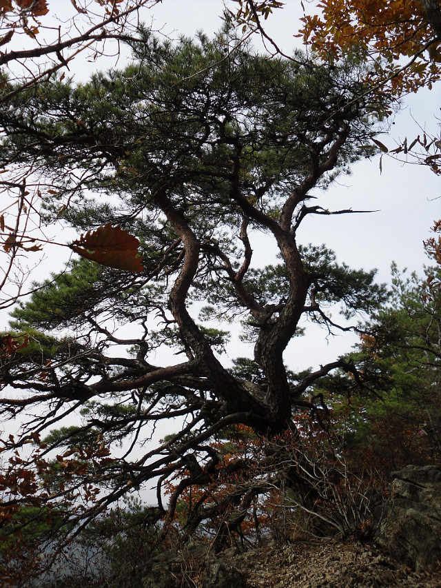 가벼운 가을산행 : 횡성 어답산[御踏t山] + 풍수원성당