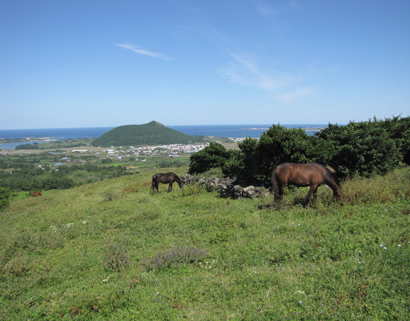 イメージ全体表示