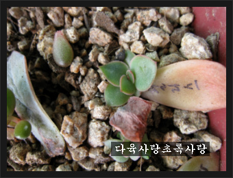필리스 이미지