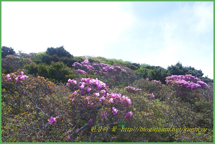 한라산 풍경-한강의 꽃