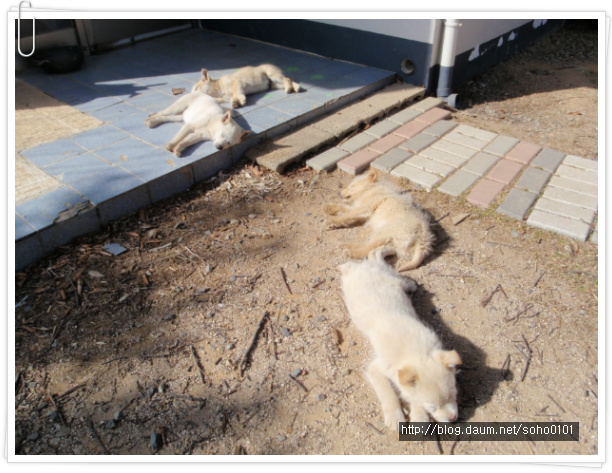 마리의봄날 이미지