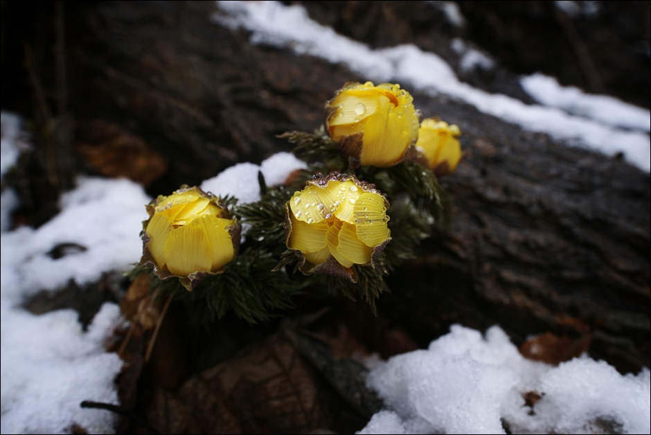 설중 복수초를 찾아서...