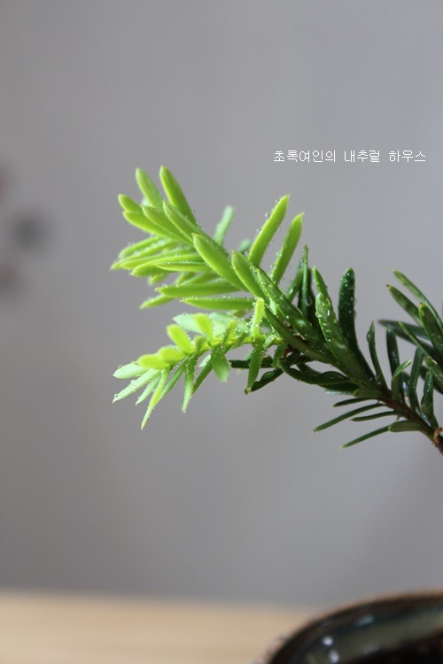 황금바늘 이미지