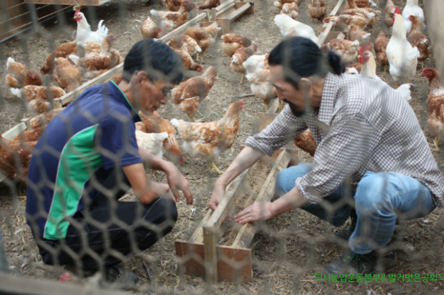 닭이 설사을 하는 원인과 치료