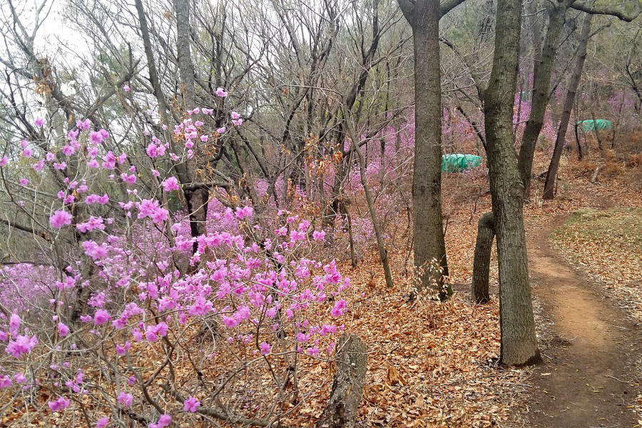 영취산 진달래 꽃은 얼마나 피였을까..?