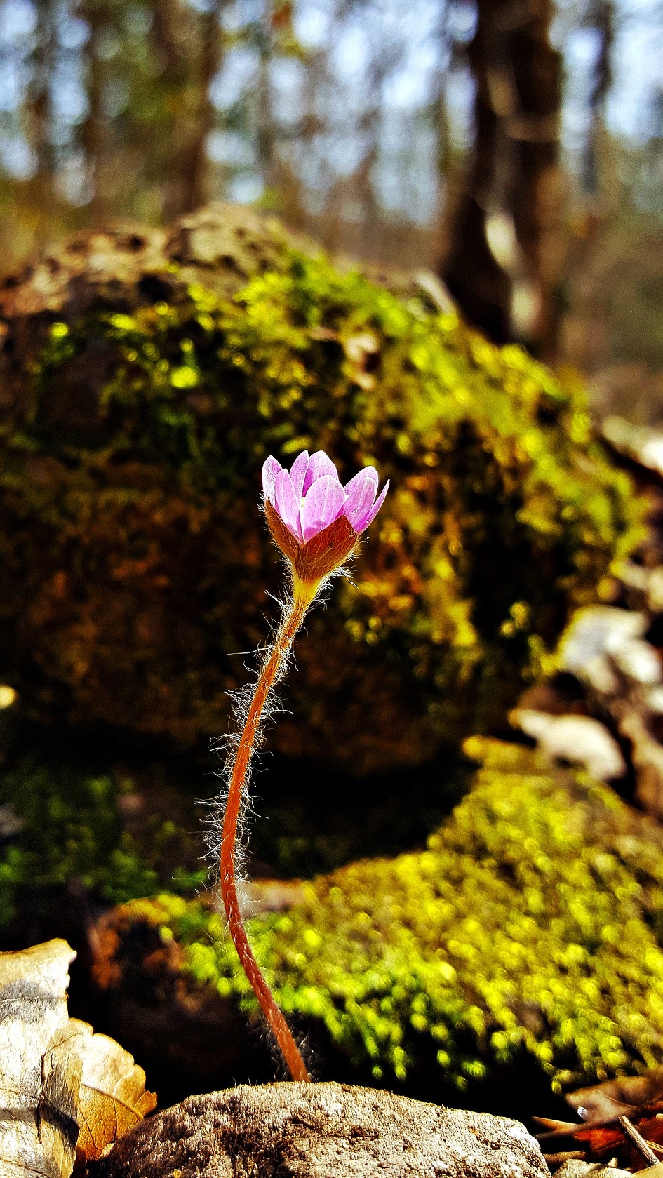 갤럭시 노트5로 담은 영광불갑산 변산바람꽃, 노루귀(포토뉴스코리아 3월 출사)