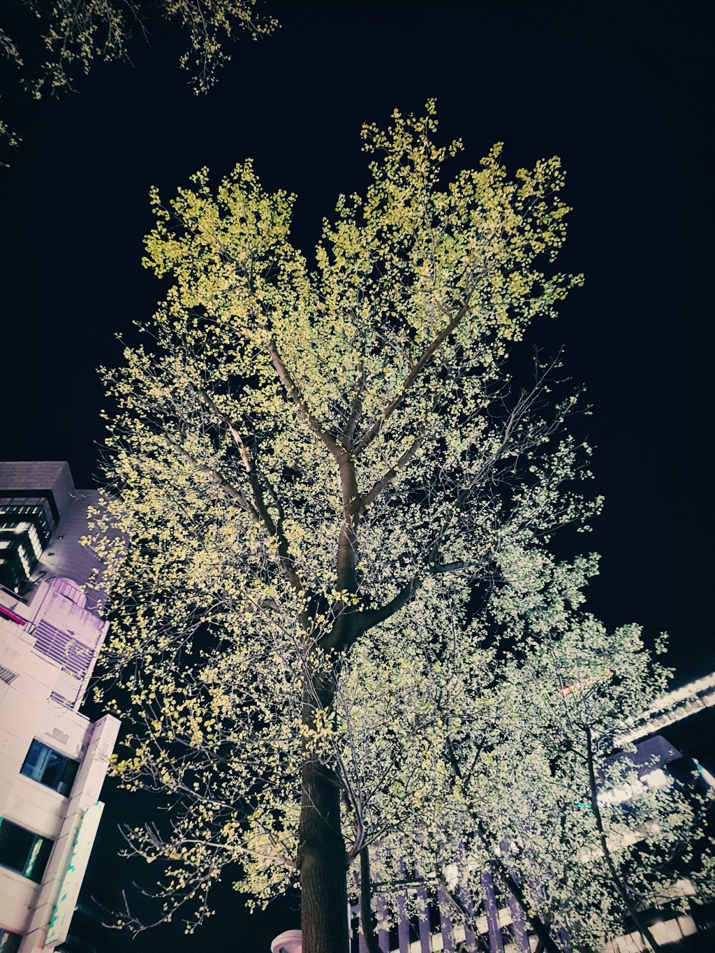 남산둘레길 걷기
