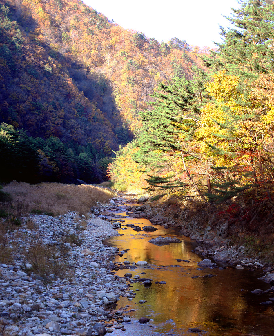 홍천 응복산과 은행나무 숲의 가을 여행에서 힐링을(15.10.17)