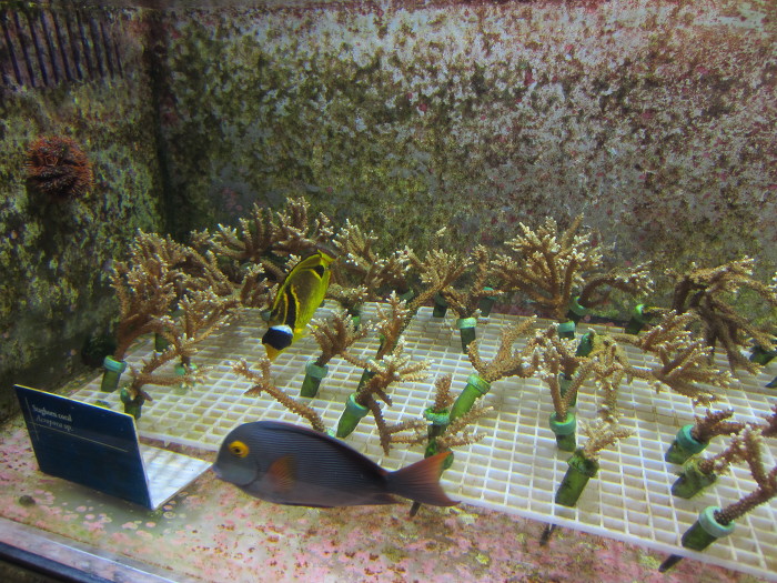 시카고여행        시카고 쉐드 아쿠아리움(Shedd Aquarium)