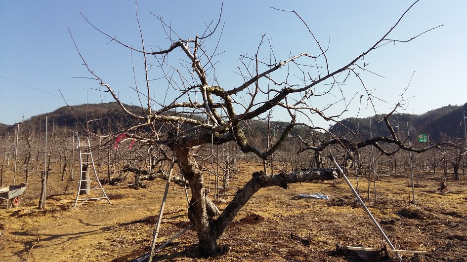 전지가 끝난 과원 전경