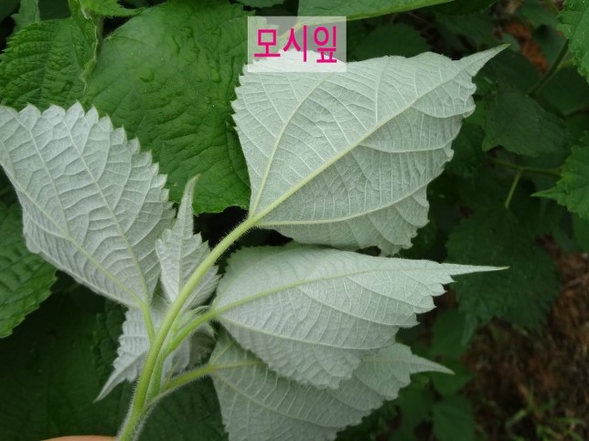 모시칼국수 이미지