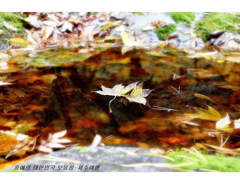 [제주여행]혼자보기 넘 아까운 이곳 한라산의 가을과 겨울 사이 ..한라산 둘레길