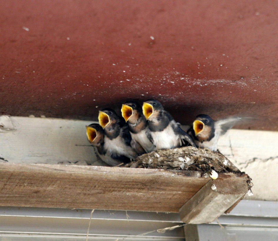 먹이를 물고온 엄마를 향한 새끼 제비들
