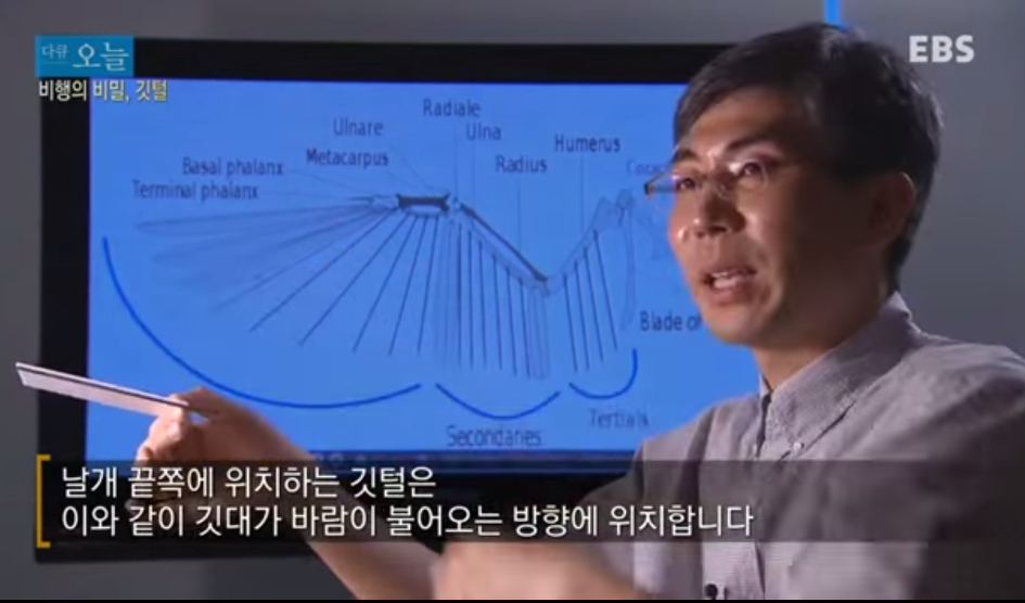 비행의 비밀, 깃털