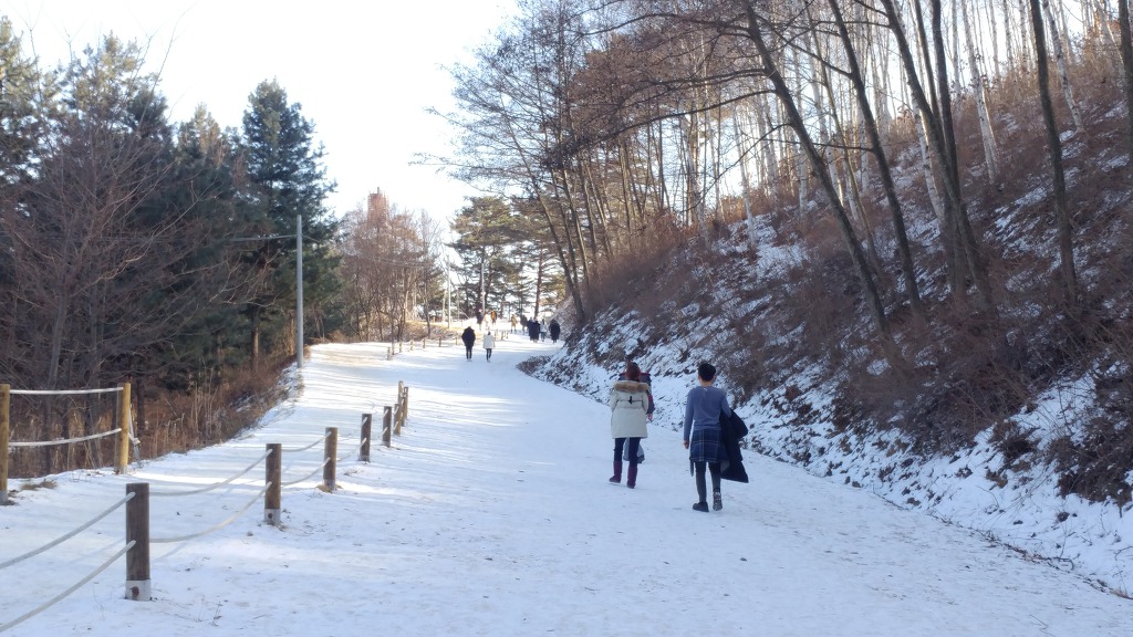 인제 자작나무숲(원대리)
