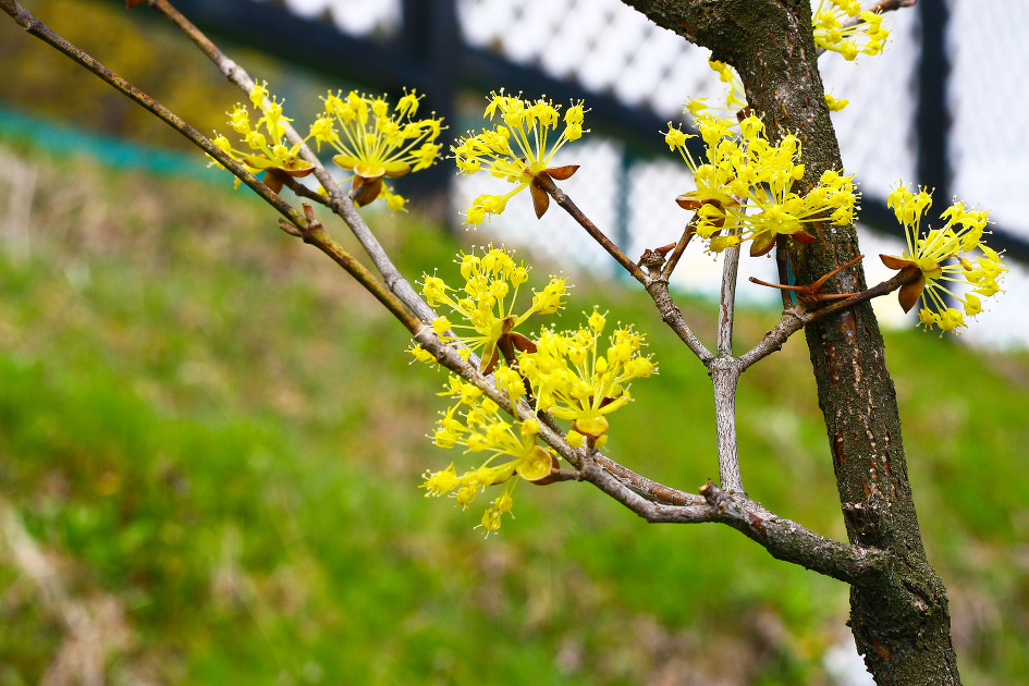 백사 산수유꽃 축제