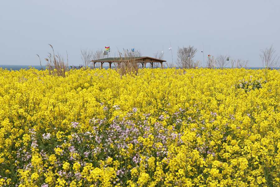[제주 여행] 섬 전체가 청보리 물결로 가득합니다. ~ 가파도 청보리축제