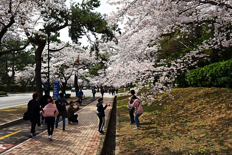 진해벚꽃축제 2019 진해군항제 제황산공원 진해탑전망대 북원로터리 충무공이순신동상 진해기지사령부