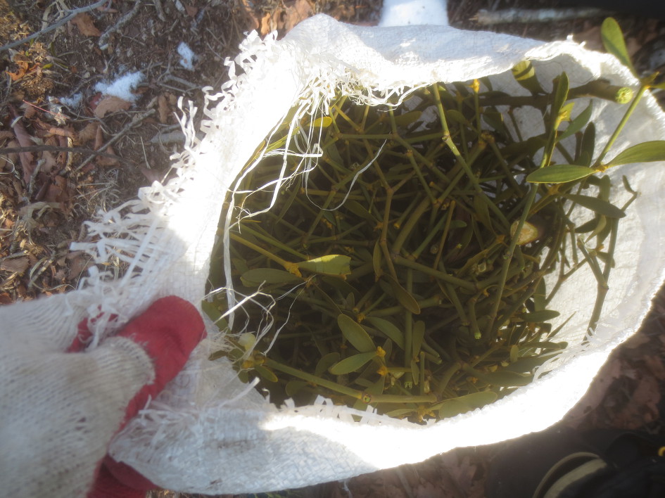 겨우살이 산행 다녀 왔습니다