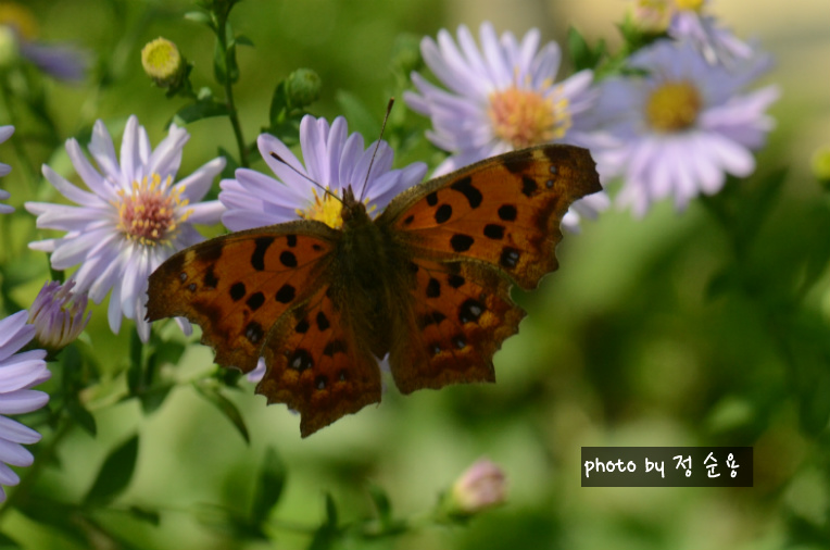 남방씨알붐나비