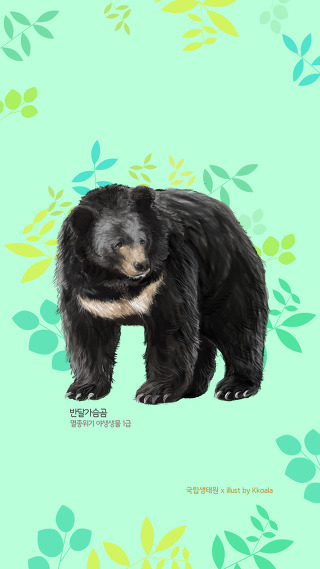 멸종위기알기_배경화면_반달가슴곰
