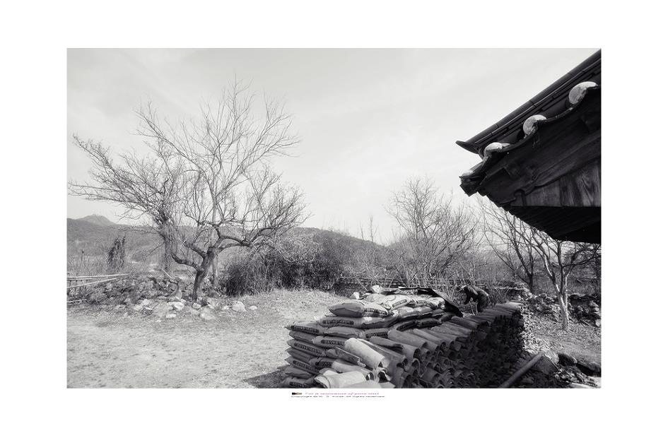 개평리 고매(介坪里古梅)