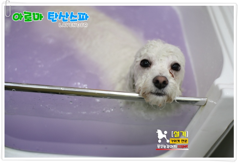 비숑프리제 아로마 탄산스파 : 대전 애견미용