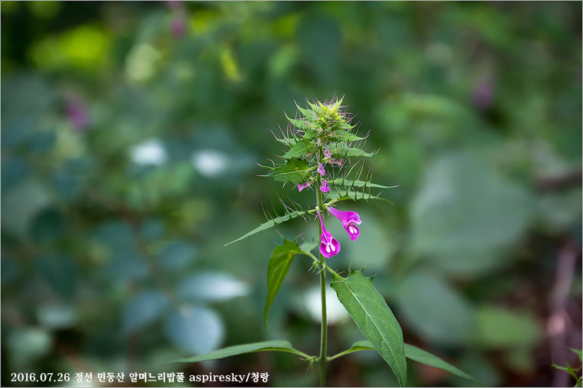 현삼과 며느리밥풀(Melampyrum : 메람피룸)속 알아보기