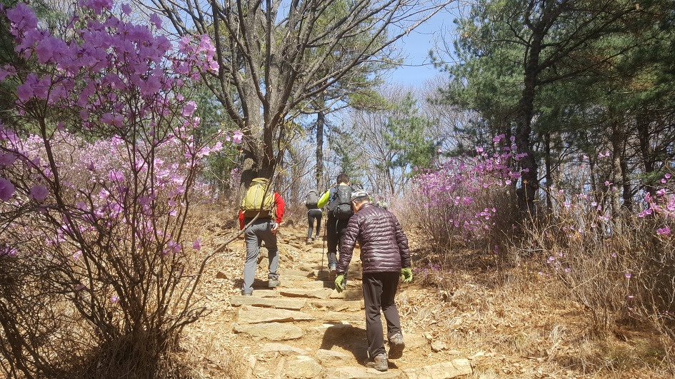 [청계산-옥녀봉 산행일지/2019.04.07]