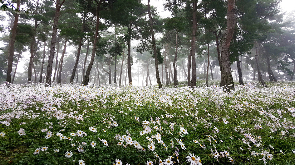 안개 낀 정읍구절초공원의 아침풍경
