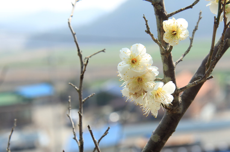 * 진도 동석산 봄맞이 산행기 