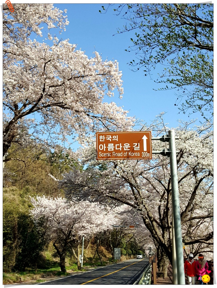 경남 남애 봄꽃여행 