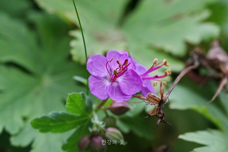 제라늄 마크로리줌(Geranium macroorrhizum)