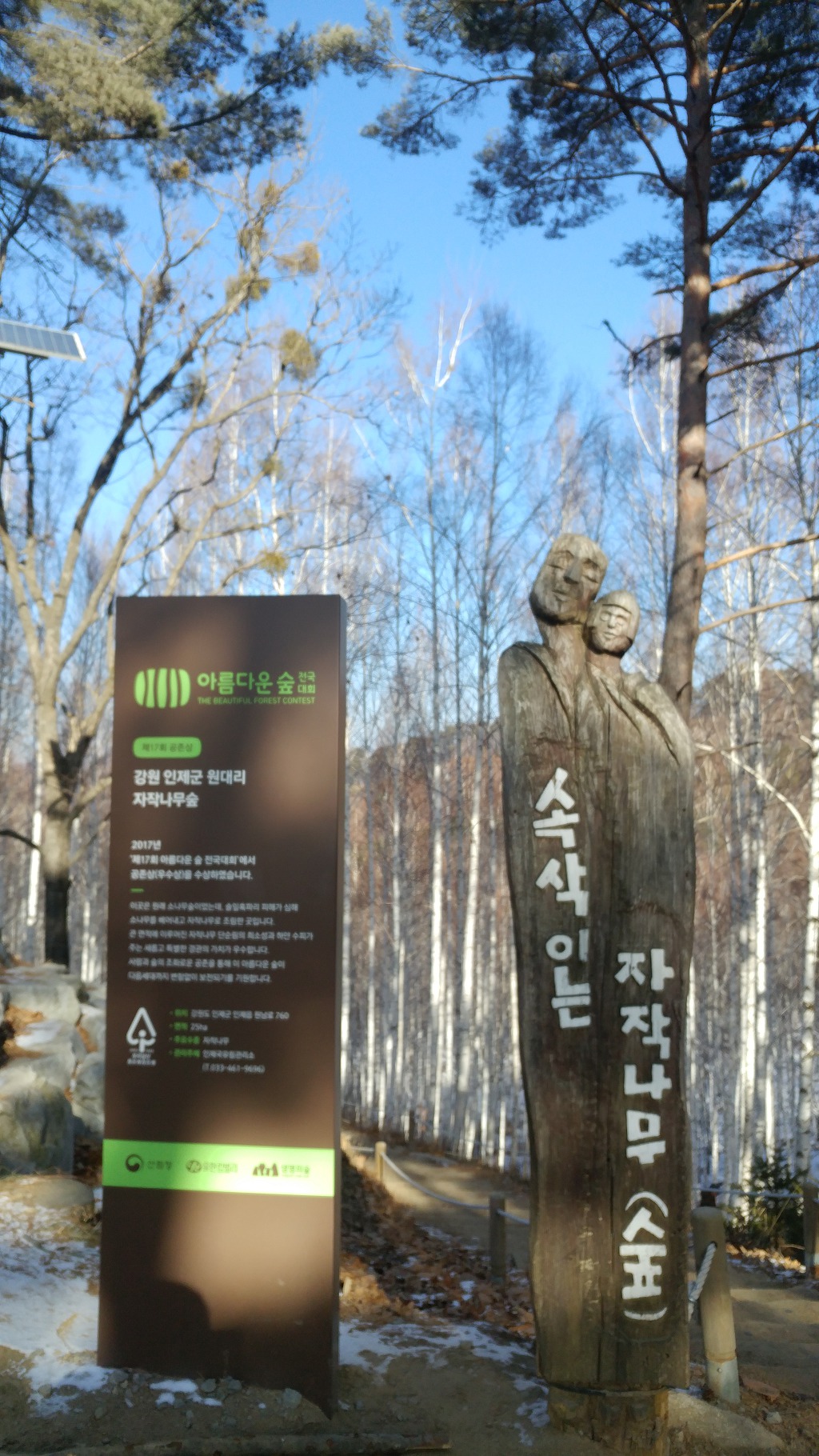 인제 자작나무숲(원대리)