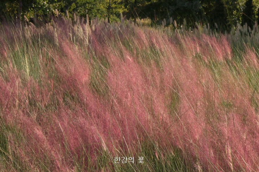 핑크 뮬리 그라스(Pink Muhly Grass)