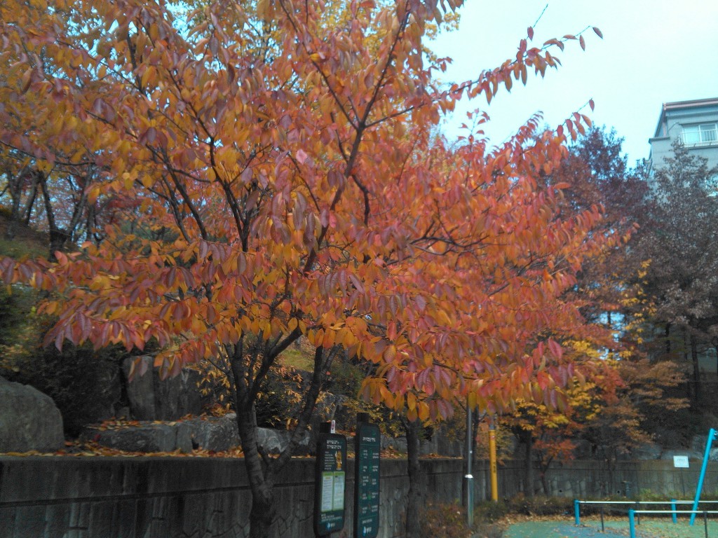 17.11.13(月)