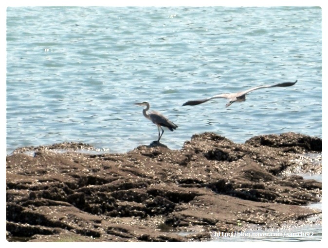 화진포에서 / 안행덕