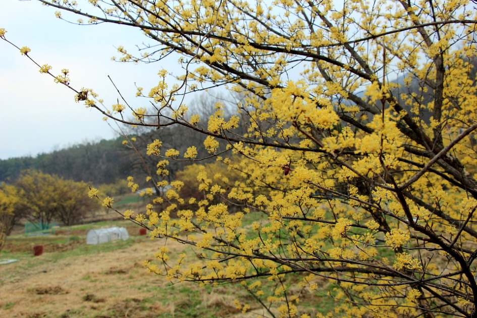 이천 원적산 산수유 산행 (2019.3.31)