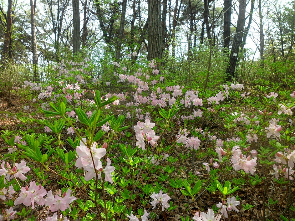 문수산 2019-04-06
