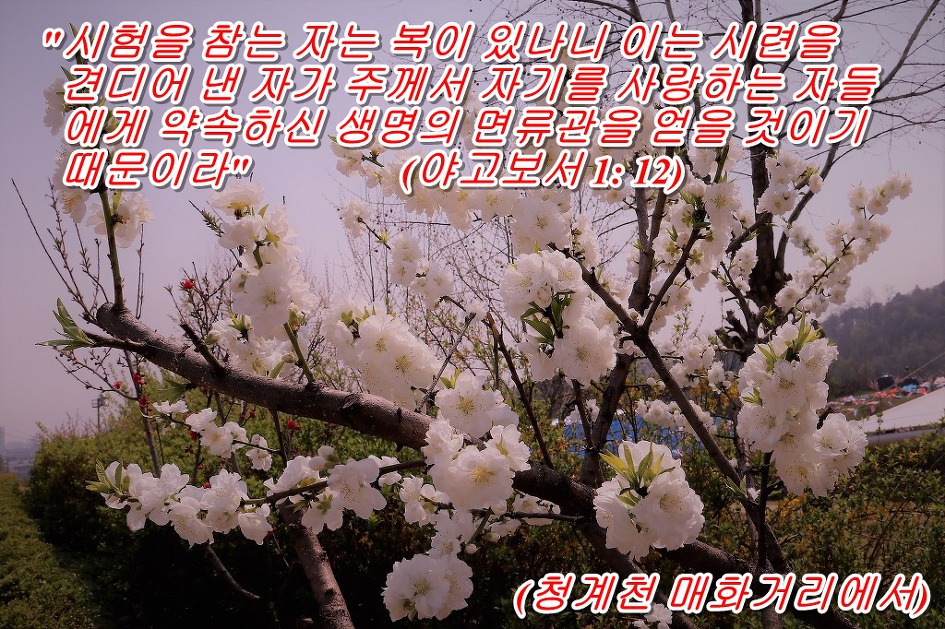 '야고보서 1장 12절 말씀' 